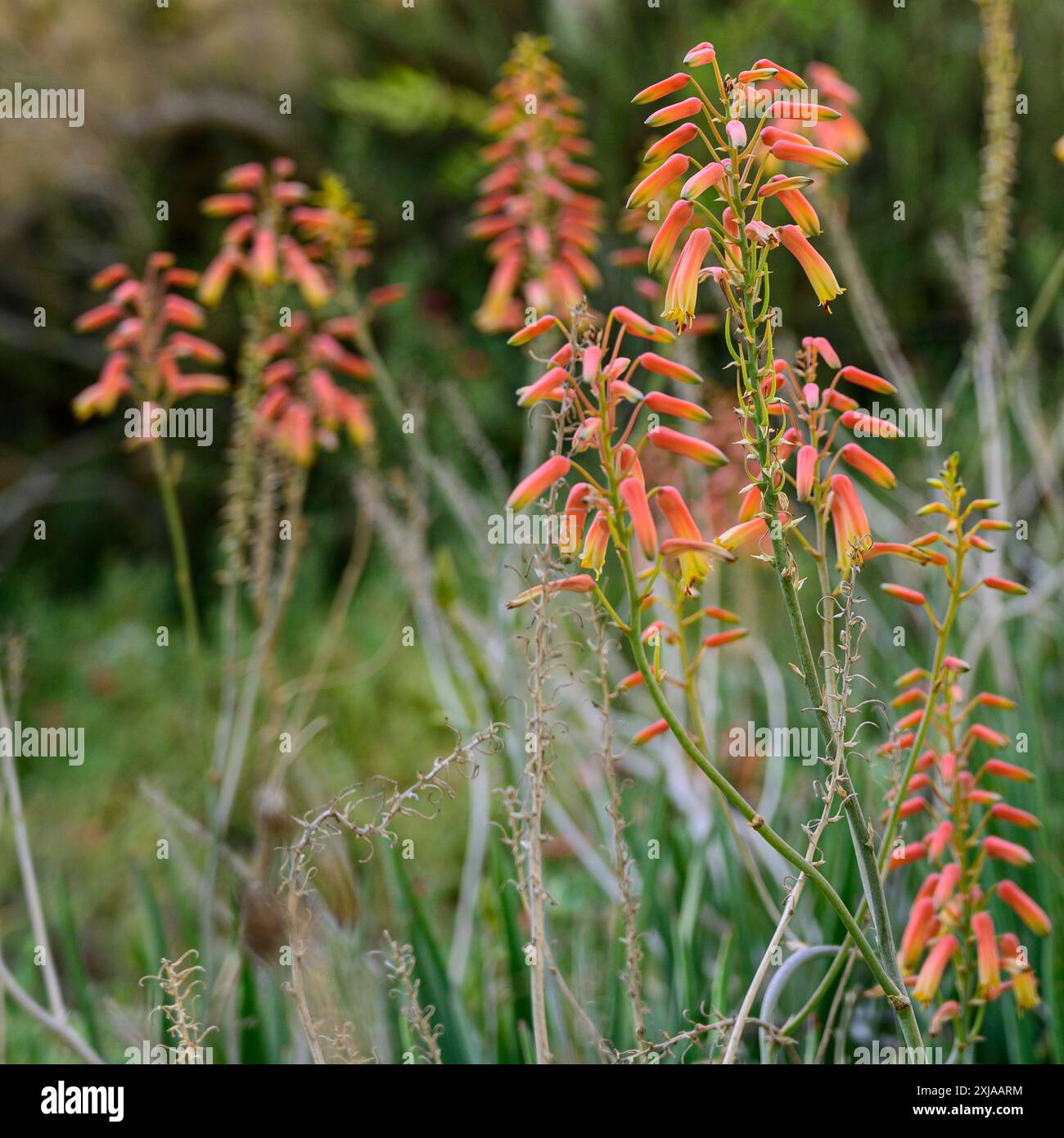 Fiori di Aloe arancioni e gialli (Aloe vera). Foto Stock