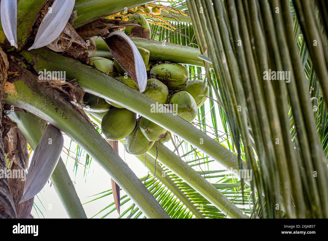 Noce di cocco (Cocos nucifera) con noci di cocco non maturi che crescono in un grappolo alto nel baldacchino. Foto Stock