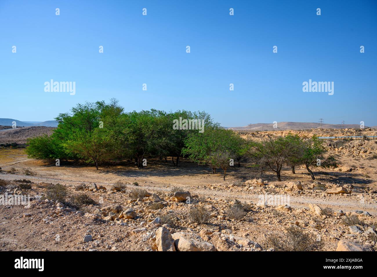 Copto di alberi che crescono nel deserto del Negev, Israele, una prova dell'agricoltura nabatea Foto Stock