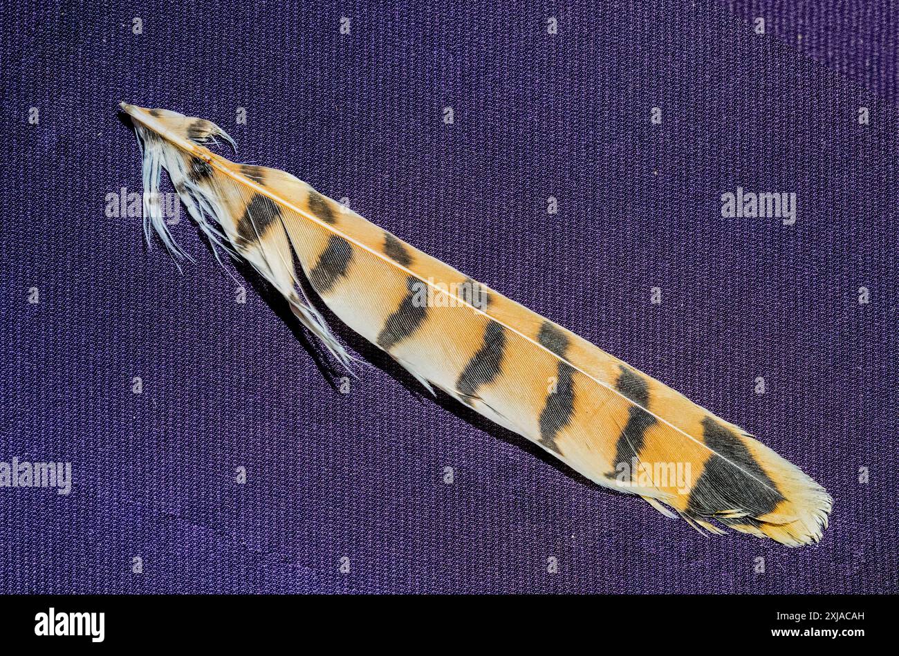 Piuma di un gufo di fienile occidentale (Tyto alba) هامة Foto Stock