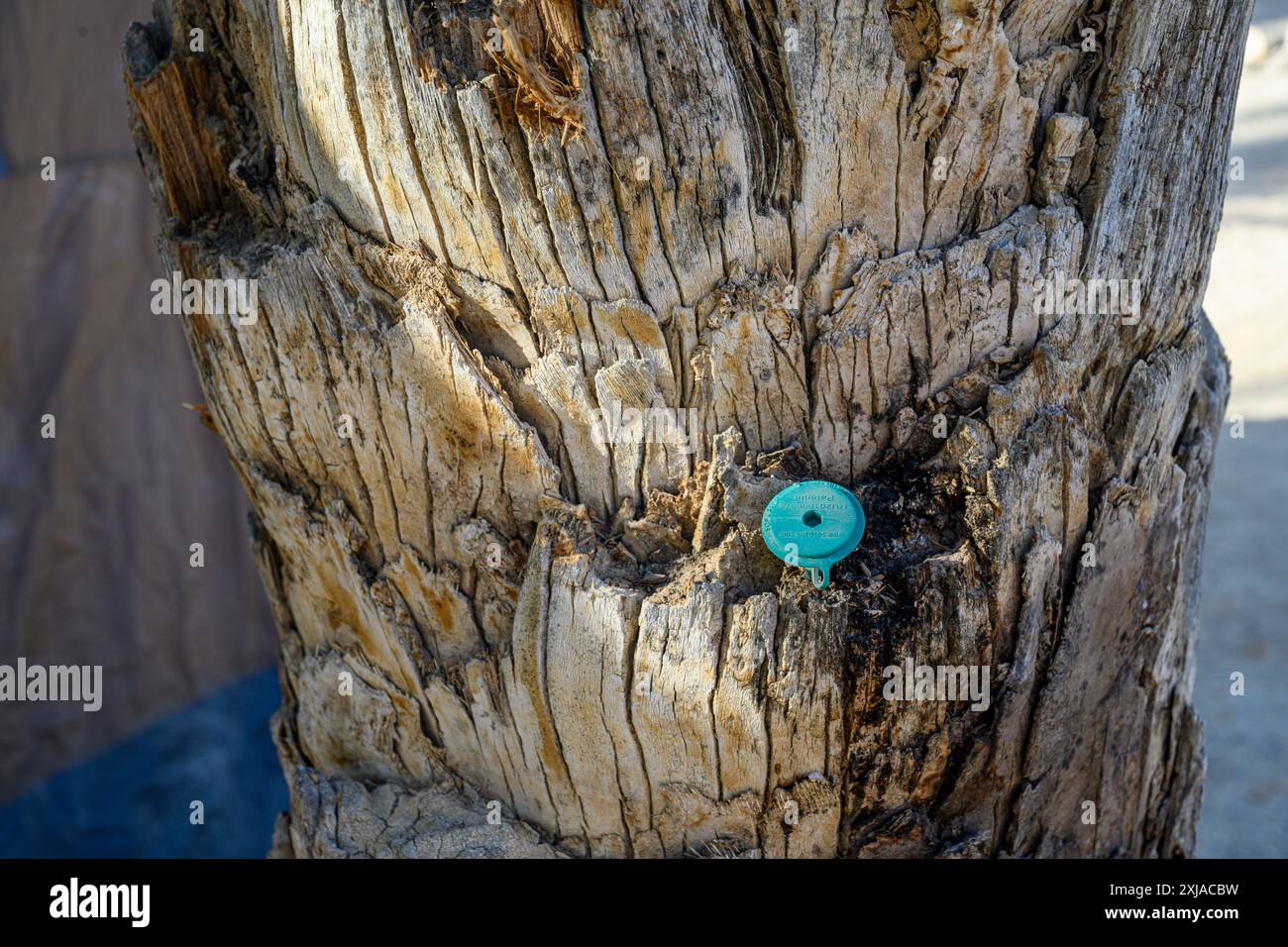 Dattero palma trattata contro la palma weevil (Rhynchophorus ferrugineus) سوسة النخيل الحمراء fotografato in Israele questa specie di palma rossa weevil è r Foto Stock