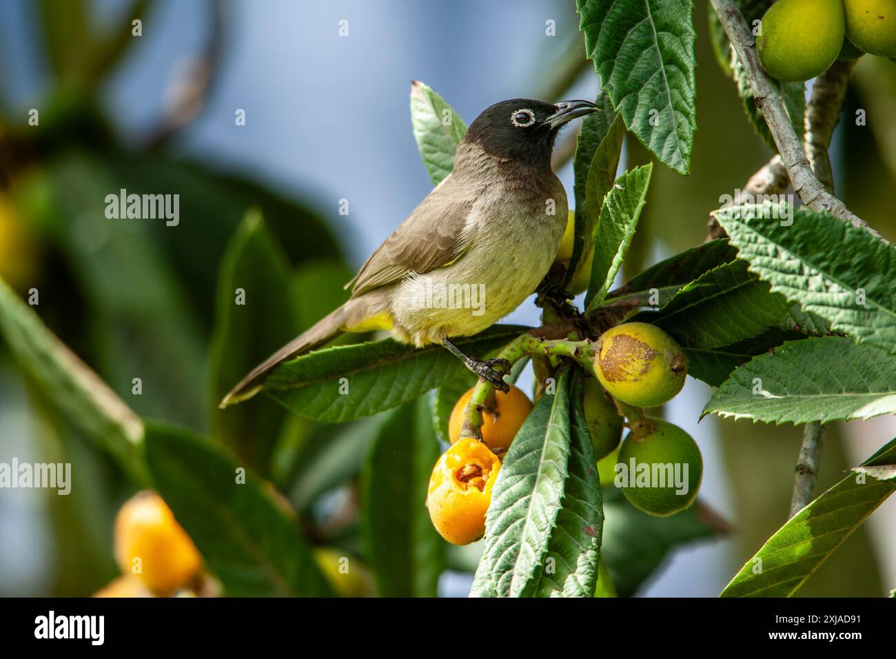 Bulbul con occhiali bianchi (Pycnonotus xanthopygos) su un albero di loquat (Eriobotrya japonica) بلبل أصفر العجز fotografato in Israele ad aprile Foto Stock