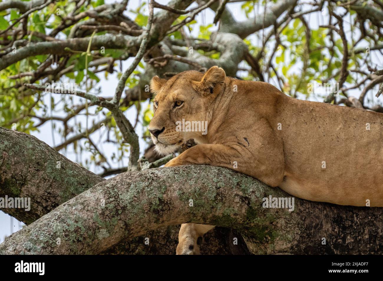 lioness riposa su un albero fotografato al Lake Manyara National Park. Sede dei leoni che arrampicano sugli alberi, Arusha, Tanzania Foto Stock
