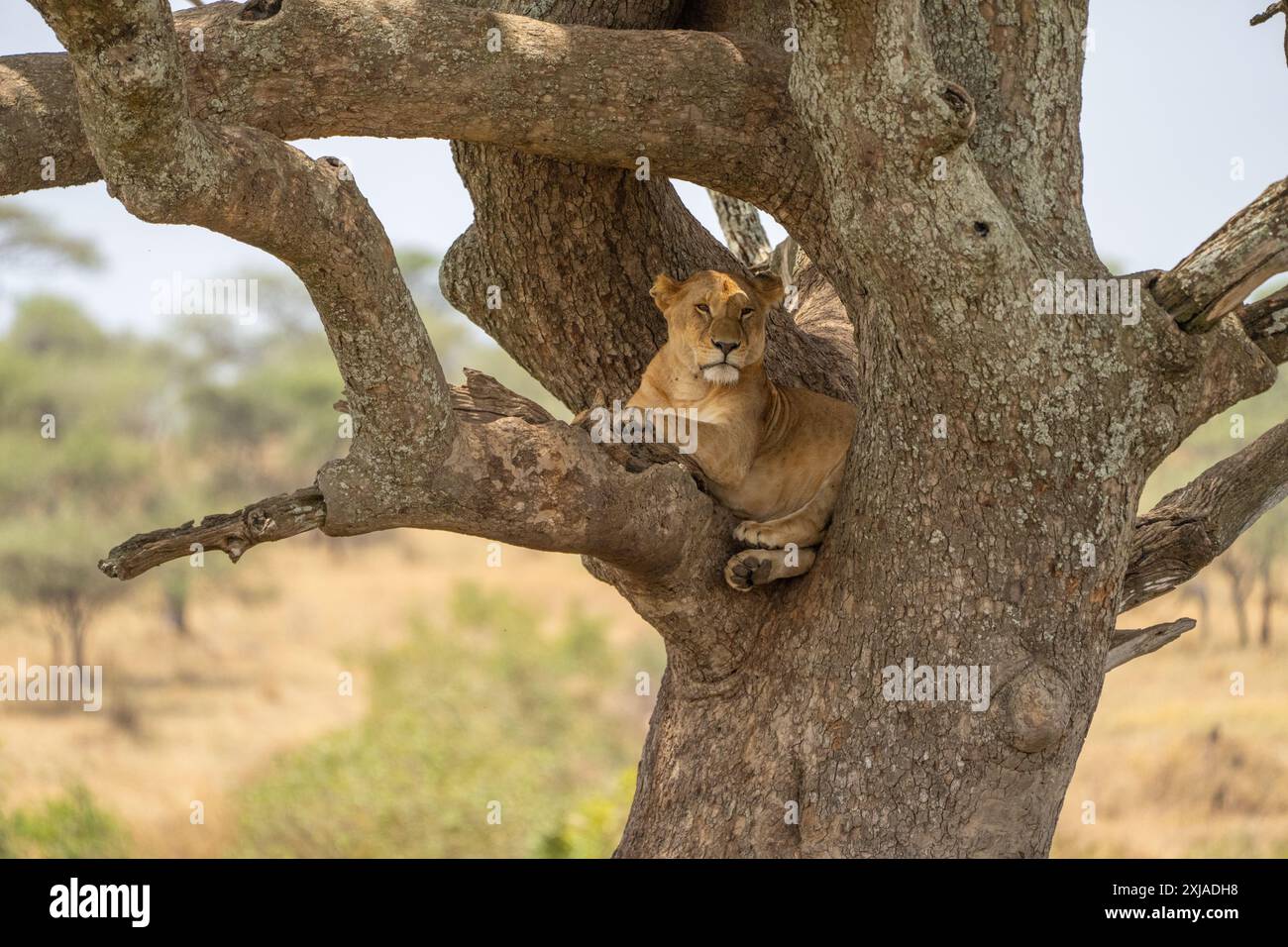 lioness riposa su un albero fotografato al Lake Manyara National Park. Sede dei leoni che arrampicano sugli alberi, Arusha, Tanzania Foto Stock