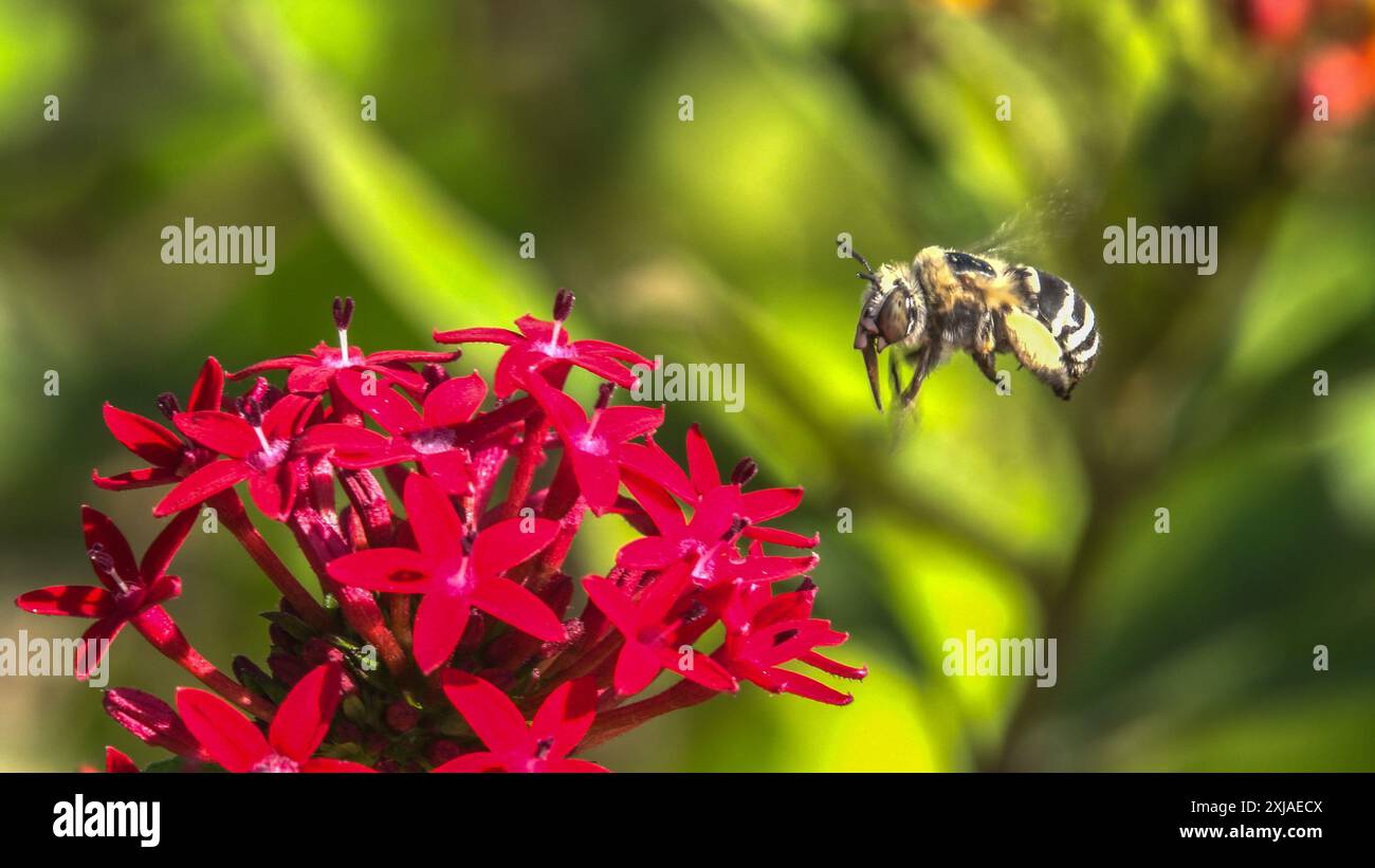 Api mellifere in visita a una Pentas lanceolata rossa, comunemente conosciuta come grappolo stellare egiziano, testa di fiore Foto Stock
