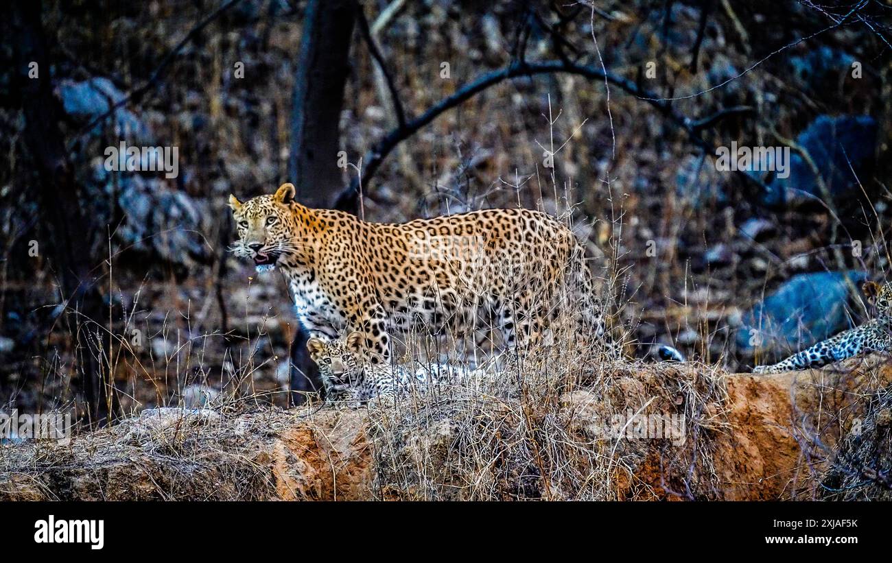 Leopardo indiano femminile (Panthera pardus fusca) نمر هندي con cuccioli nel Jhalana Leopard Safari Park, Jaipur, Rajasthan, India Foto Stock