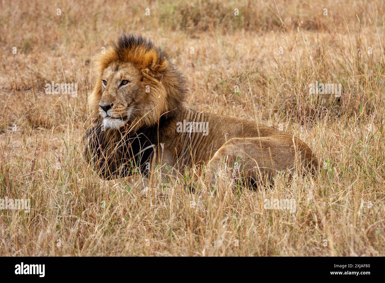 Ritratto di un leone maschio steso nell'erba di una savana africana Foto Stock