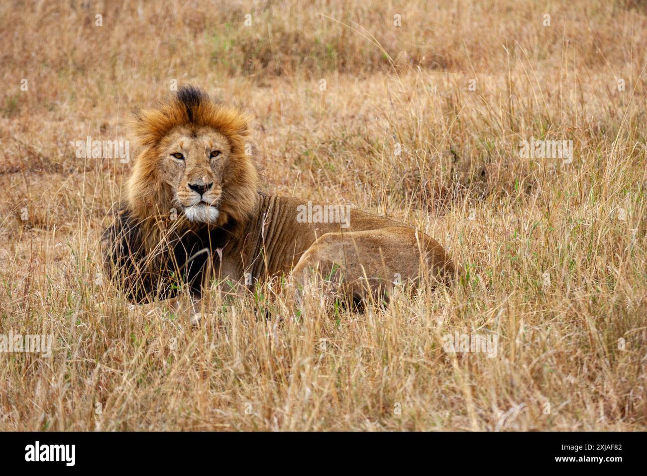 Ritratto di un leone maschio steso nell'erba di una savana africana Foto Stock