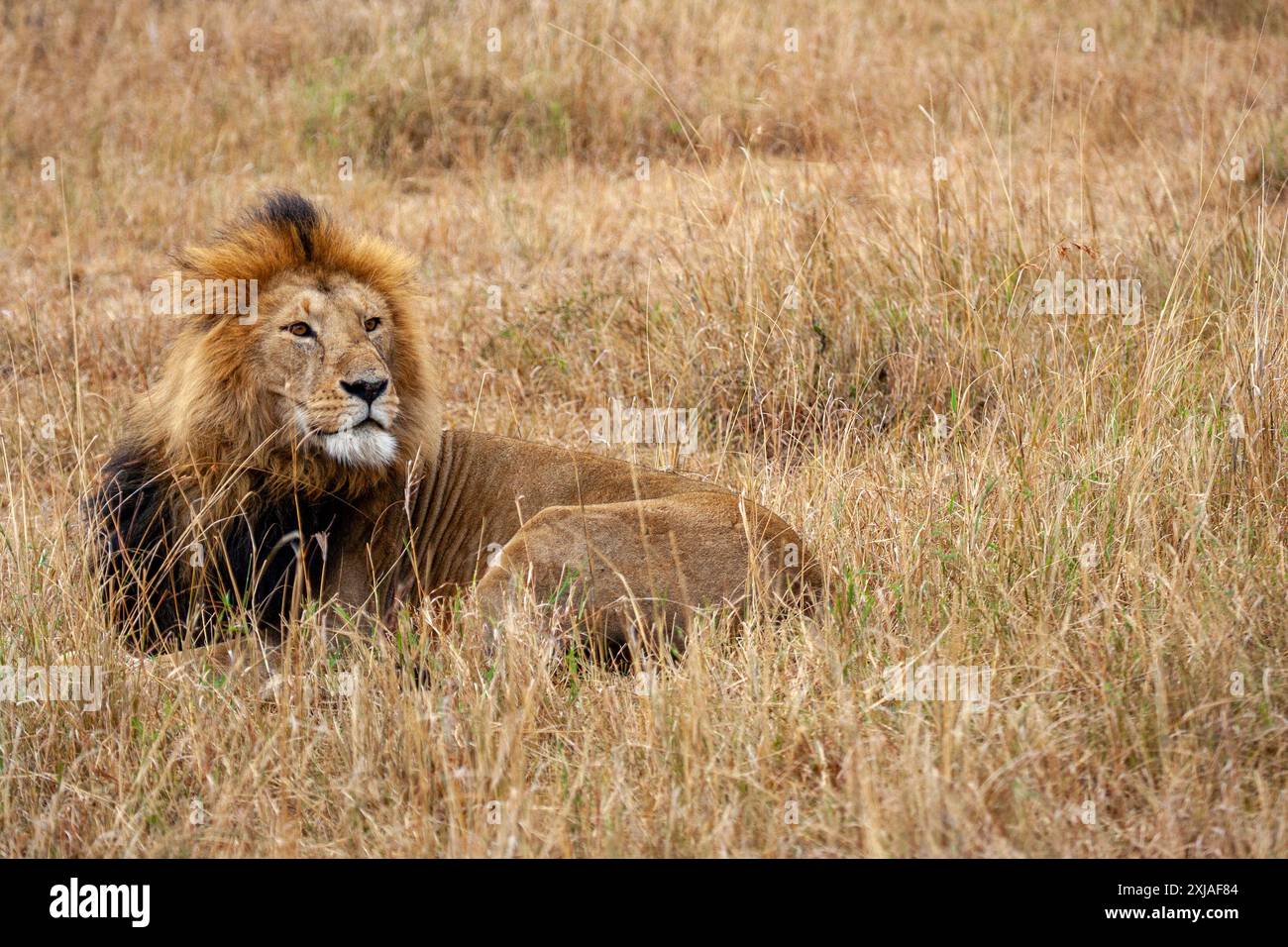Ritratto di un leone maschio steso nell'erba di una savana africana Foto Stock