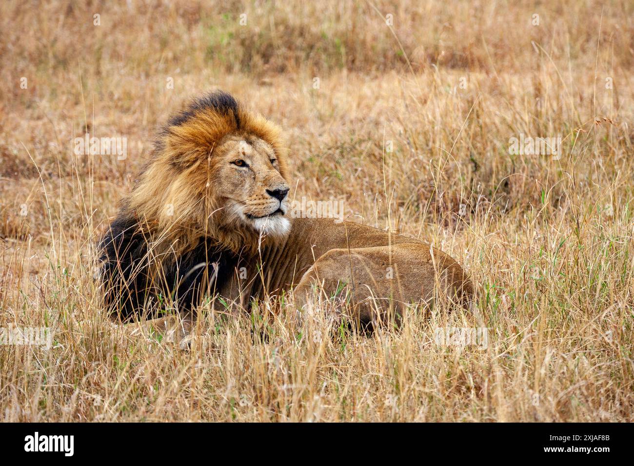 Ritratto di un leone maschio steso nell'erba di una savana africana Foto Stock