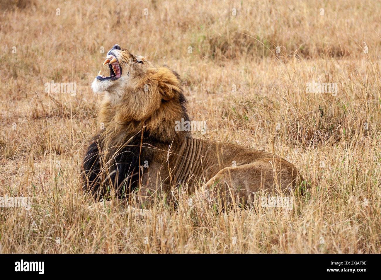 Ritratto di un leone maschio che ruggisce nell'erba di una savana africana Foto Stock