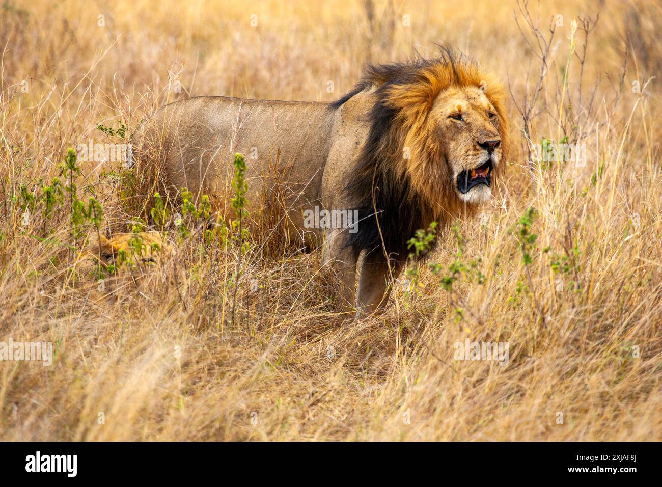 Ritratto di un leone maschio che ruggisce nell'erba di una savana africana Foto Stock