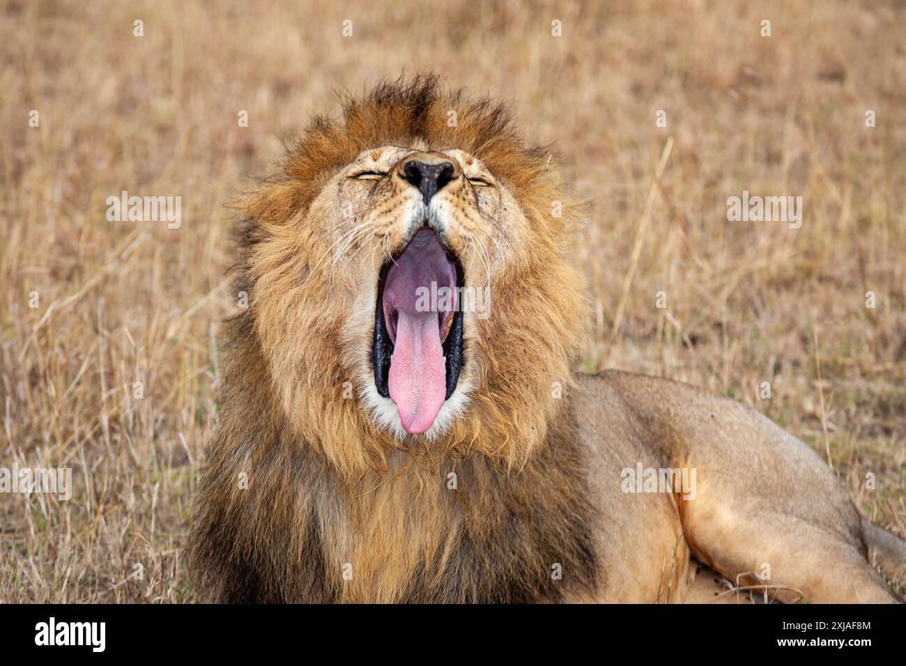 Ritratto di un leone maschio che ruggisce nell'erba di una savana africana Foto Stock