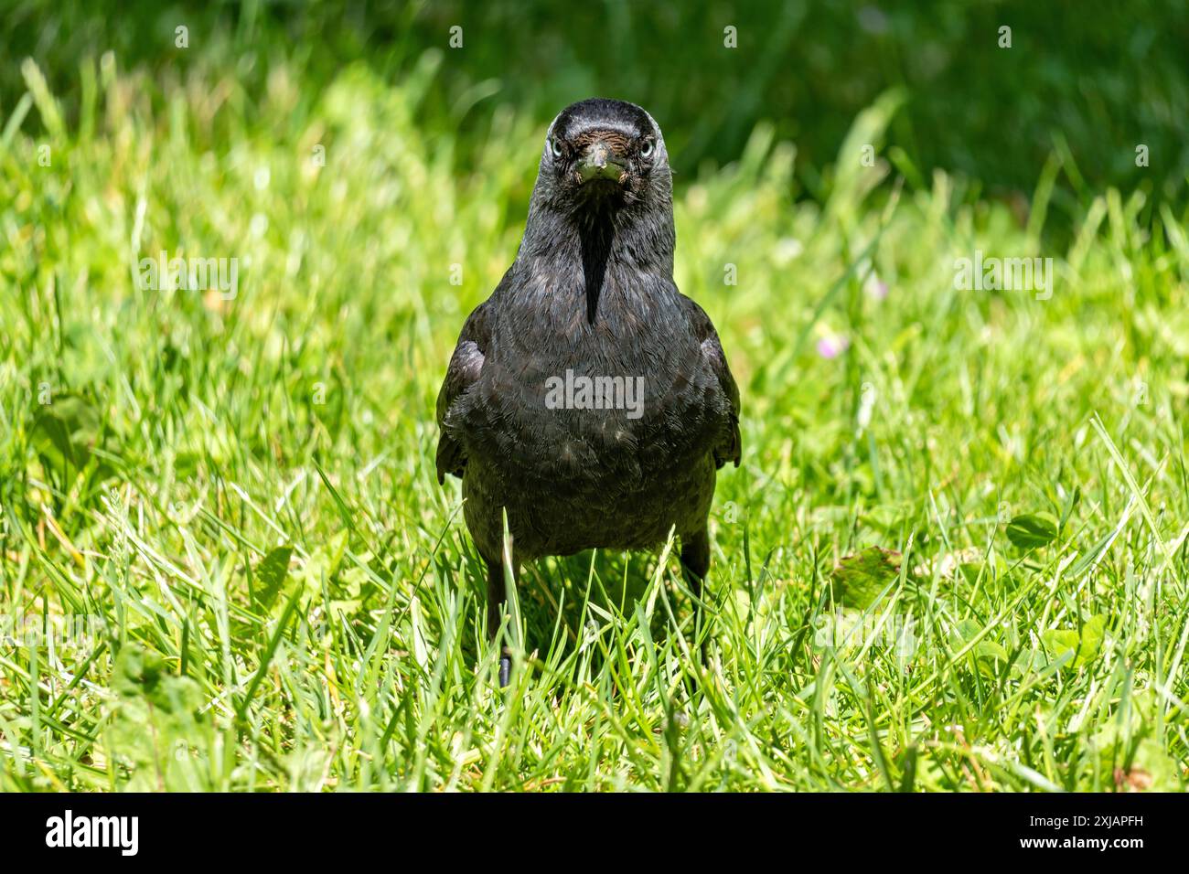 Jackdaw occidentale (Coloeus monedula) sul prato Foto Stock