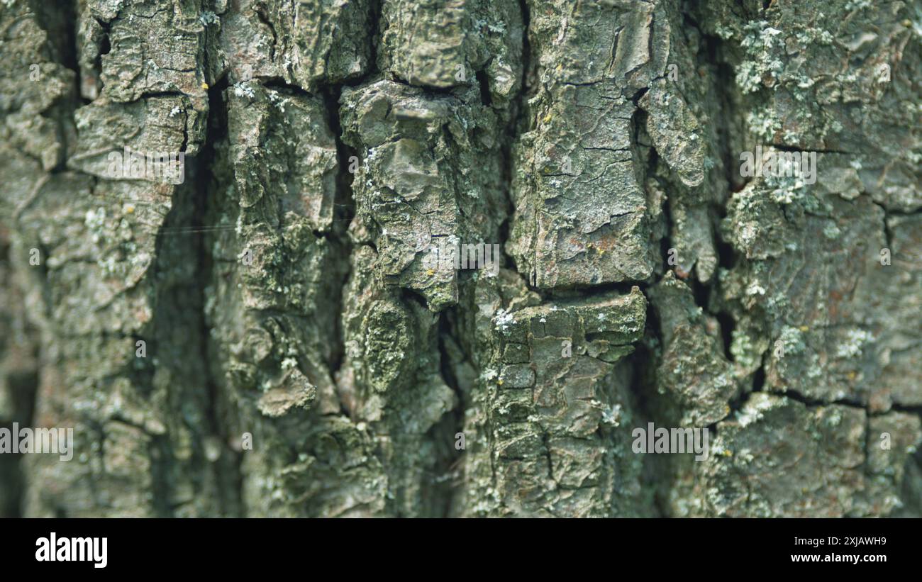 Inclinare verso l'alto. Dettagli della struttura della corteccia di un vecchio albero. La corteccia d'albero con texture scura si divide in linee verticali. Foto Stock