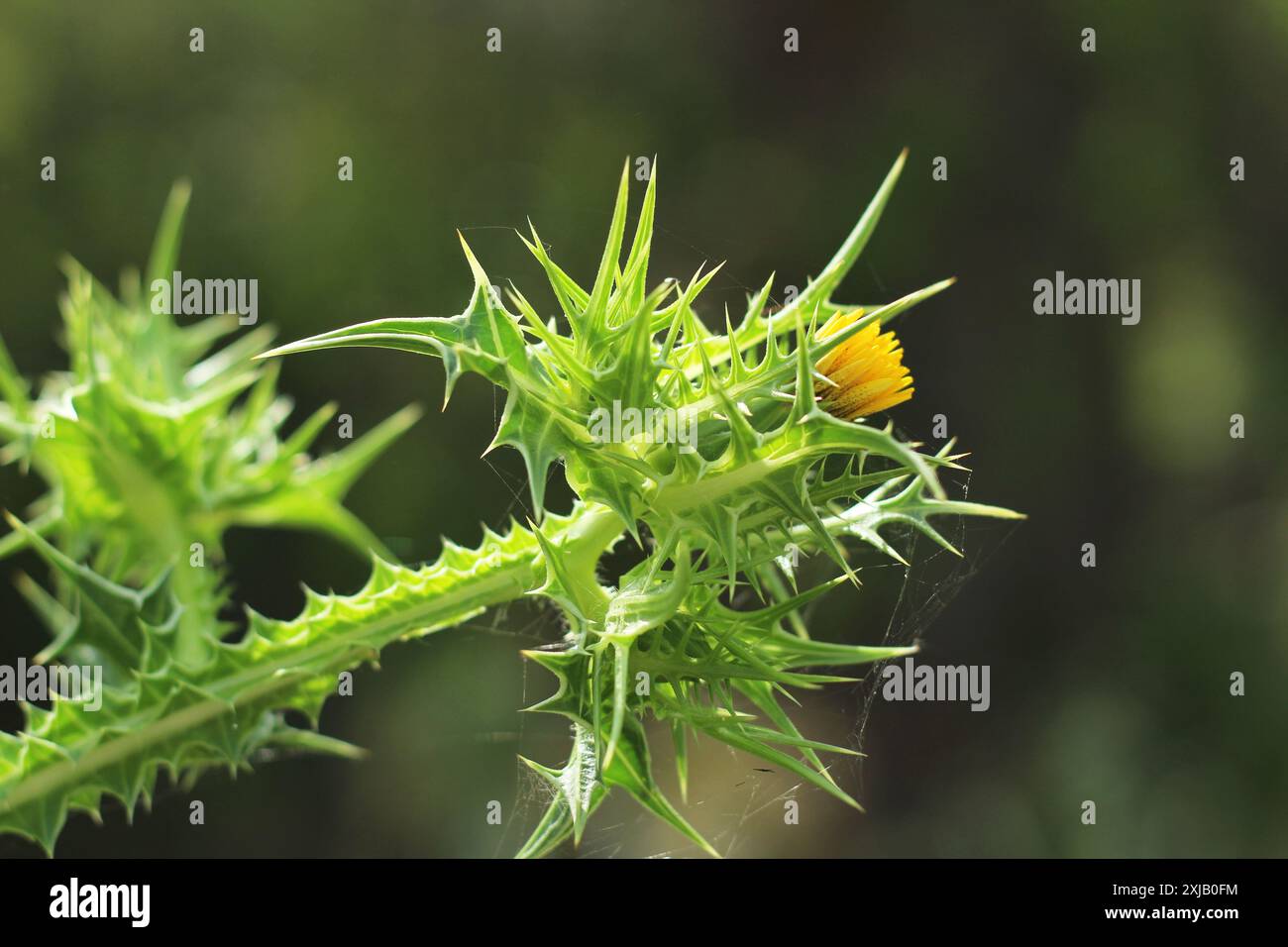 Primo piano di uno Scolymus maculatus, un fiore selvatico spinoso giallo che fiorisce nel suo habitat naturale, circondato dal verde. Foto Stock