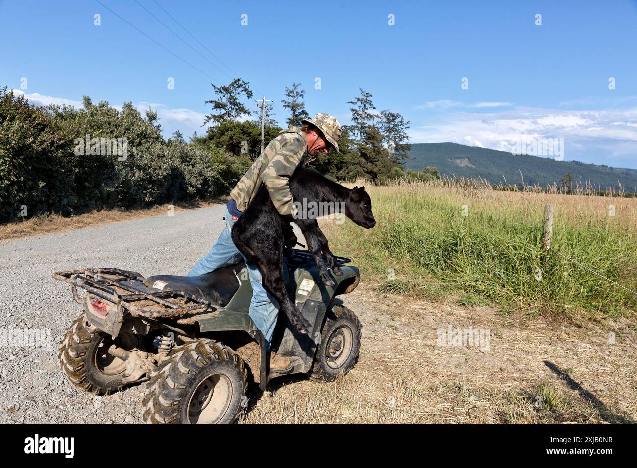 Rancher ha trasferito il vitello Black Angus di una settimana con il gregge, il campo verde (Bos taurus), della contea di del Norte, California. Foto Stock