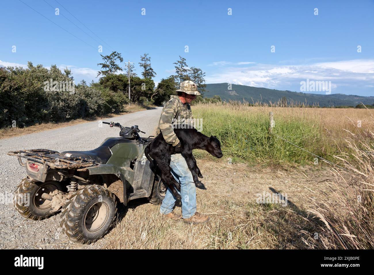 Rancher ha trasferito il vitello Black Angus di una settimana con il gregge, il campo verde (Bos taurus), della contea di del Norte, California. Foto Stock