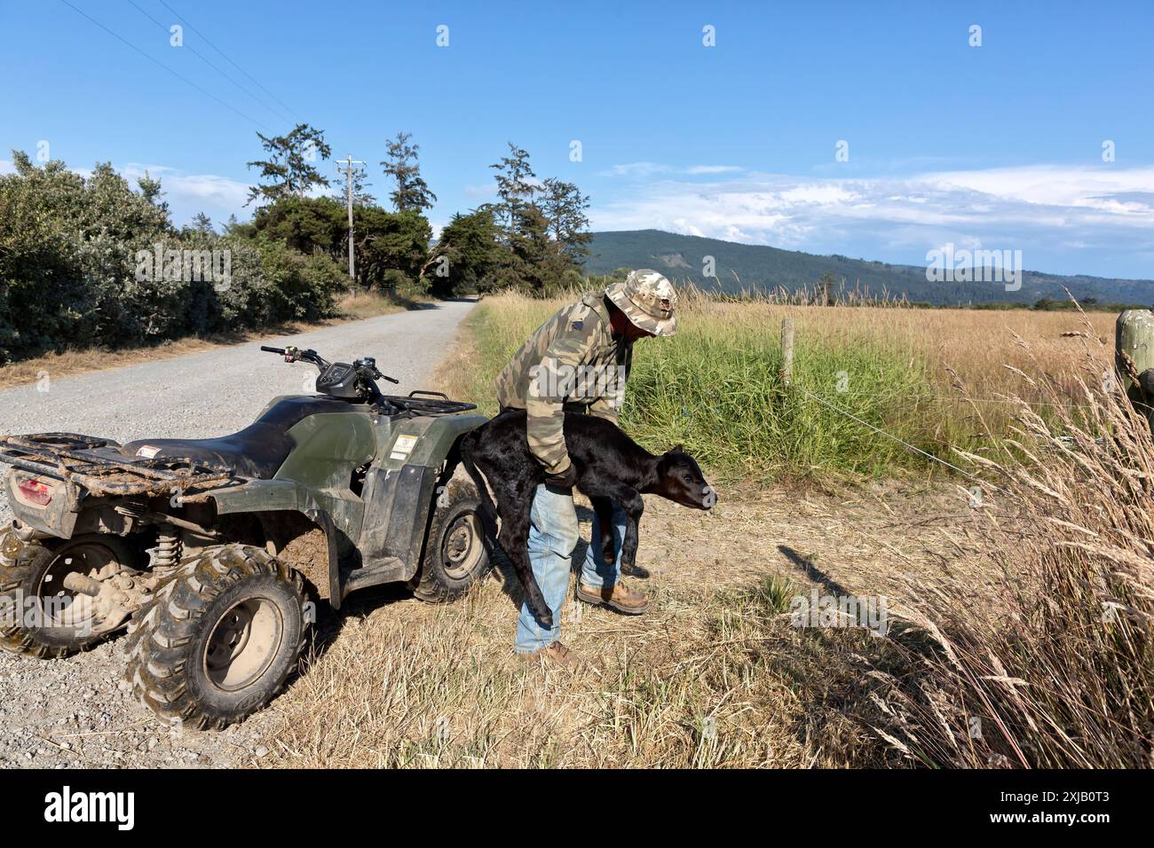 Rancher ha trasferito il vitello Black Angus di una settimana con il gregge, il campo verde (Bos taurus), della contea di del Norte, California. Foto Stock