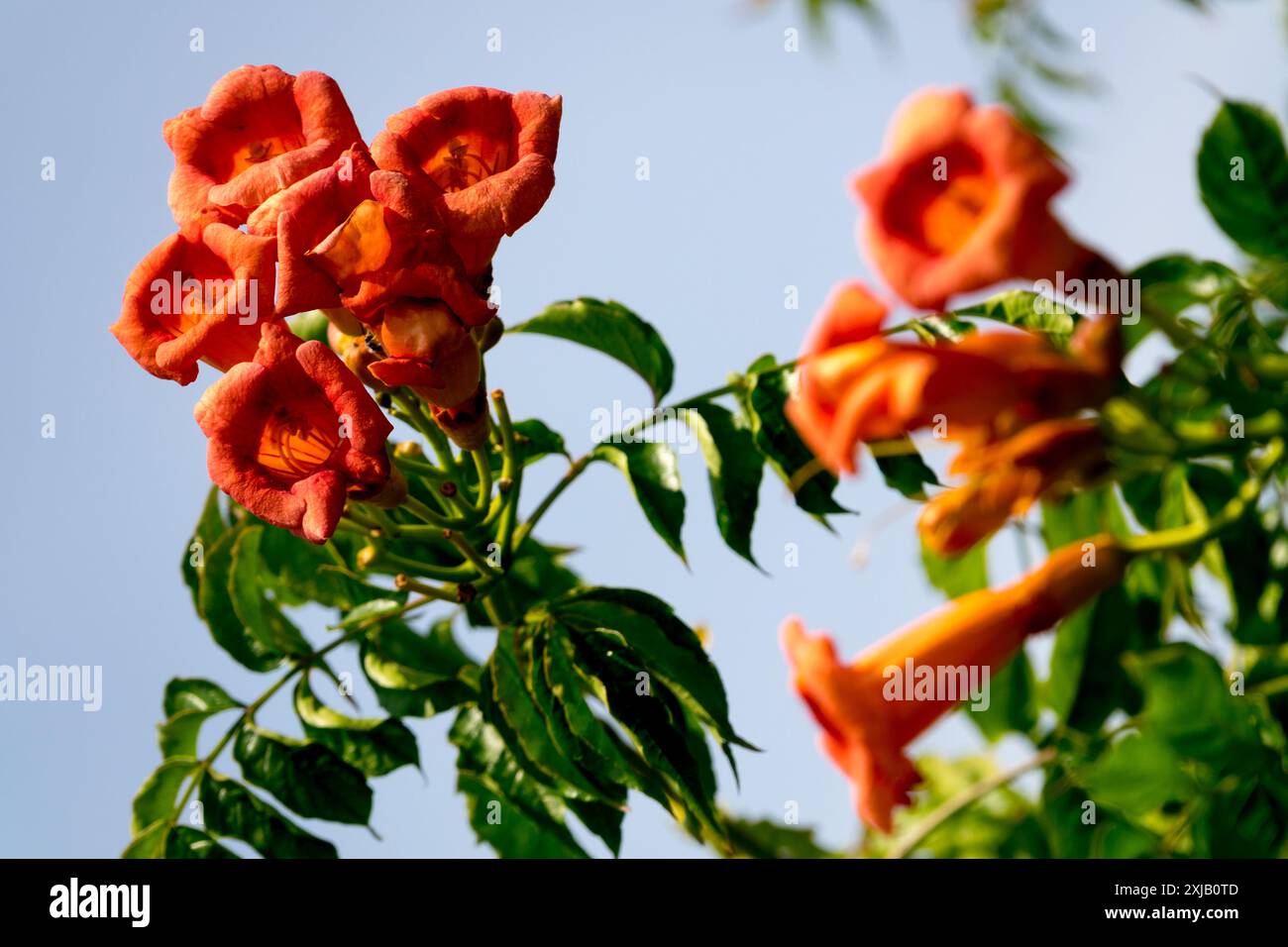Campsis radicans Trumpet Vine Flowers a luglio Foto Stock