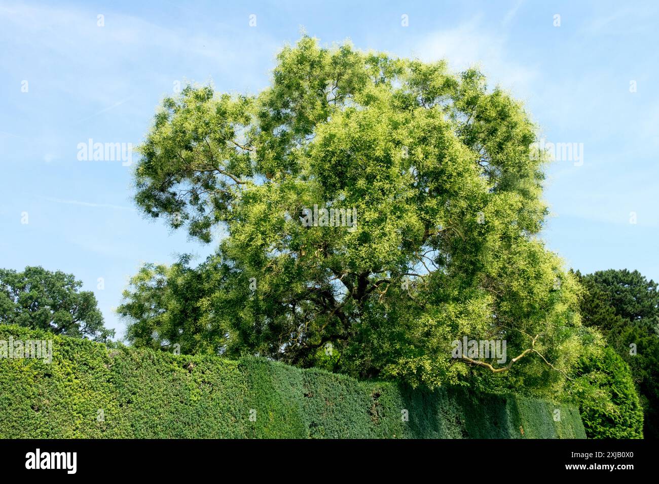 Pagoda Tree giapponese Sophora japonica Styphnolobium japonicum Foto Stock