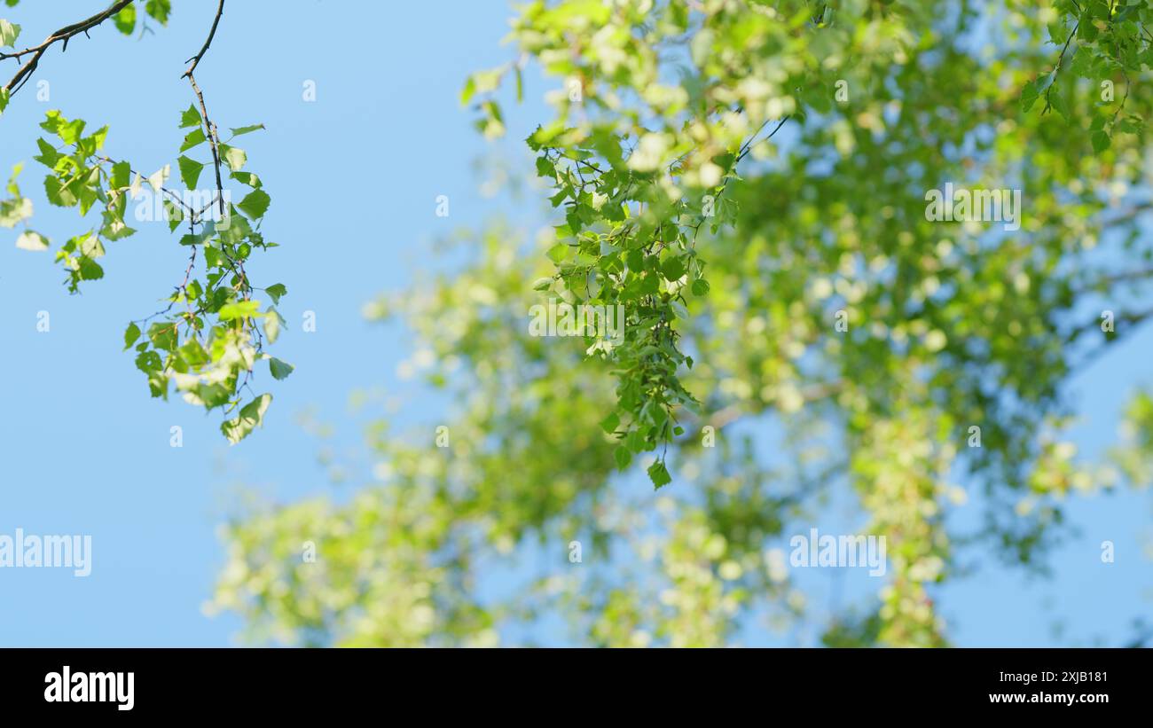 Ramo Di Betulla Artificiale Verde 70 Cm, 3 Rami E 50 Foglie, Pianta Finta Per Decorazione