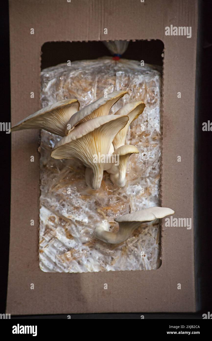 Funghi di ostriche coltivati in casa 13189 Foto Stock