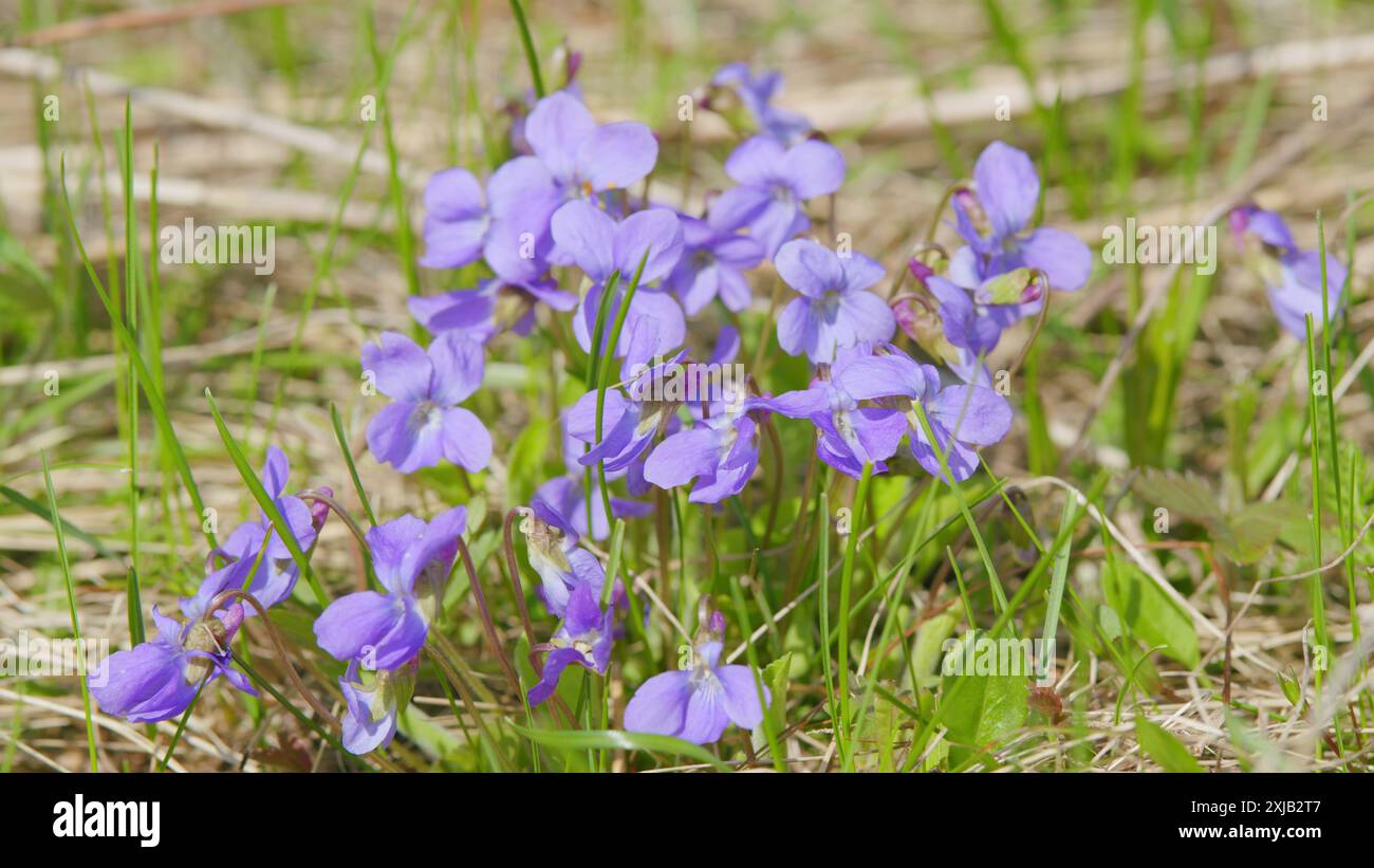 Al rallentatore. Dolce viola odorata. Piante con foglie verdi, fiori blu in natura selvaggia. Foto Stock