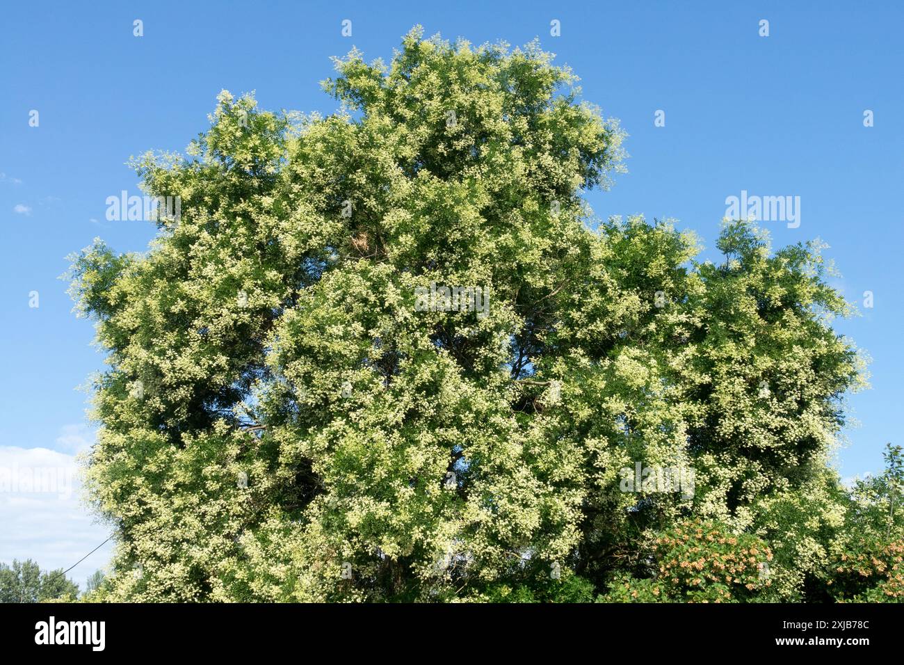 Fioritura Sophora japonica Pagoda Giapponese Styphnolobium japonicum Foto Stock