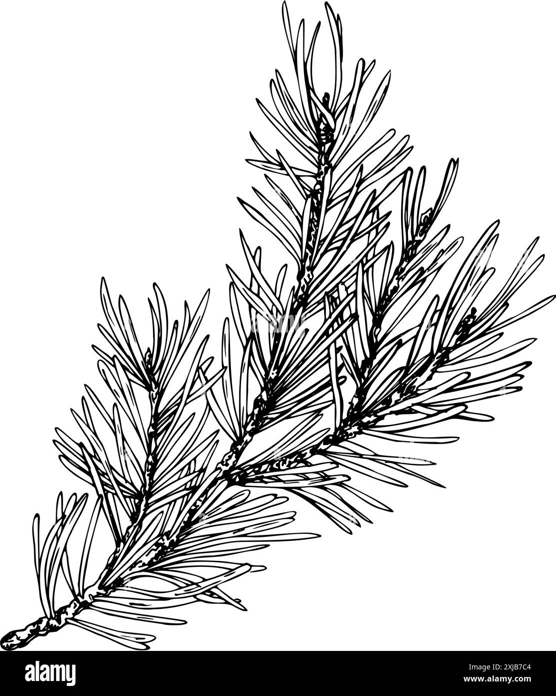 Ramo di pino con aghi, piante forestali per l'inverno e l'arredamento natalizio. La line art è una semplice illustrazione disegnata a mano con inchiostro bianco e nero. Isolato Illustrazione Vettoriale