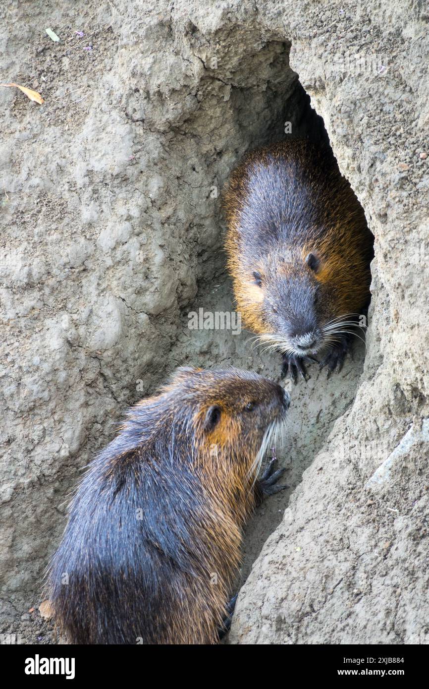 Myocastor coypus Coypu, nutria devastano le coste scavando tane, il fiume Dyje, Repubblica Ceca Foto Stock