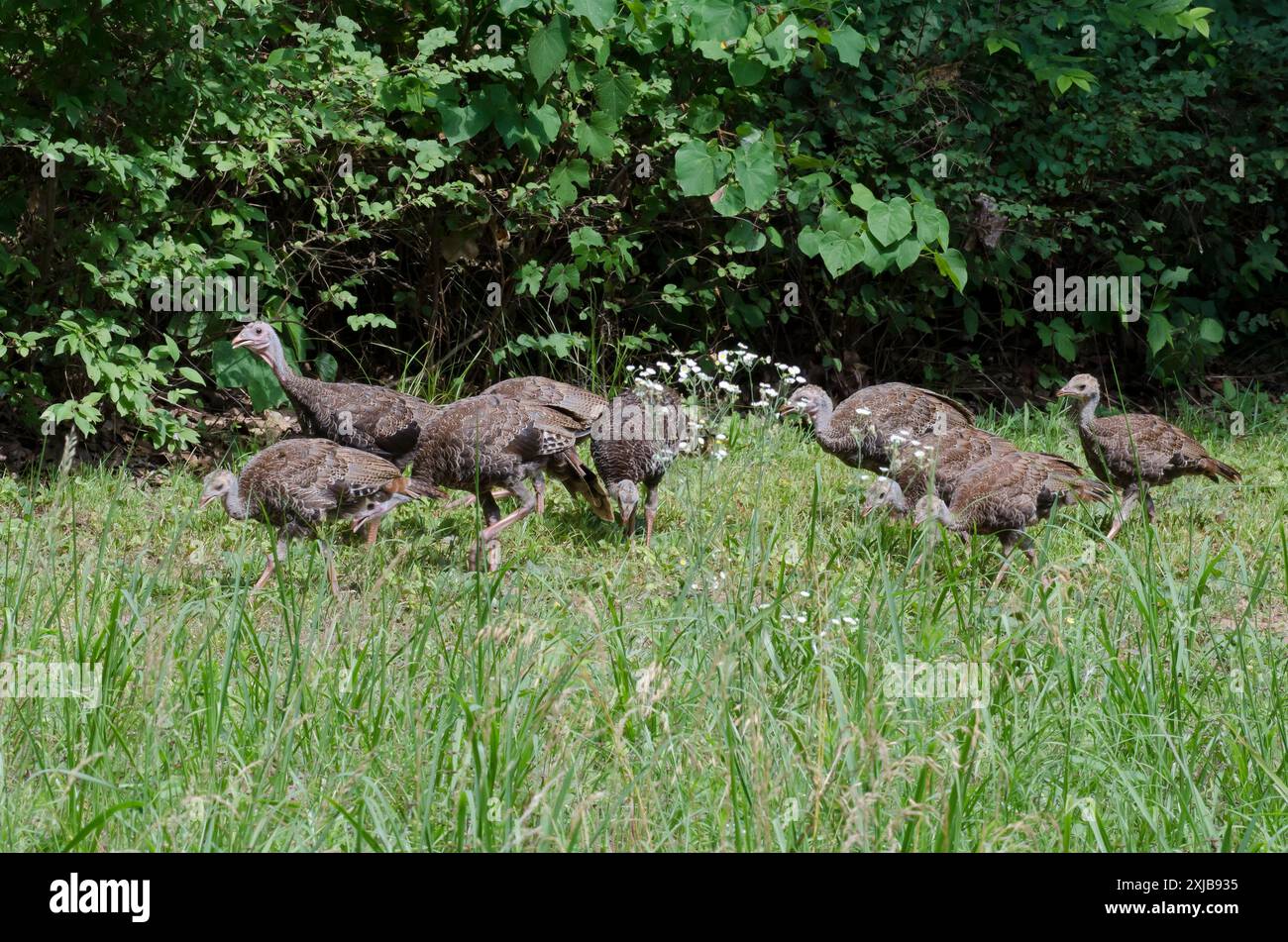 Tacchini selvatici, Meleagris gallopavo, pollame Foto Stock