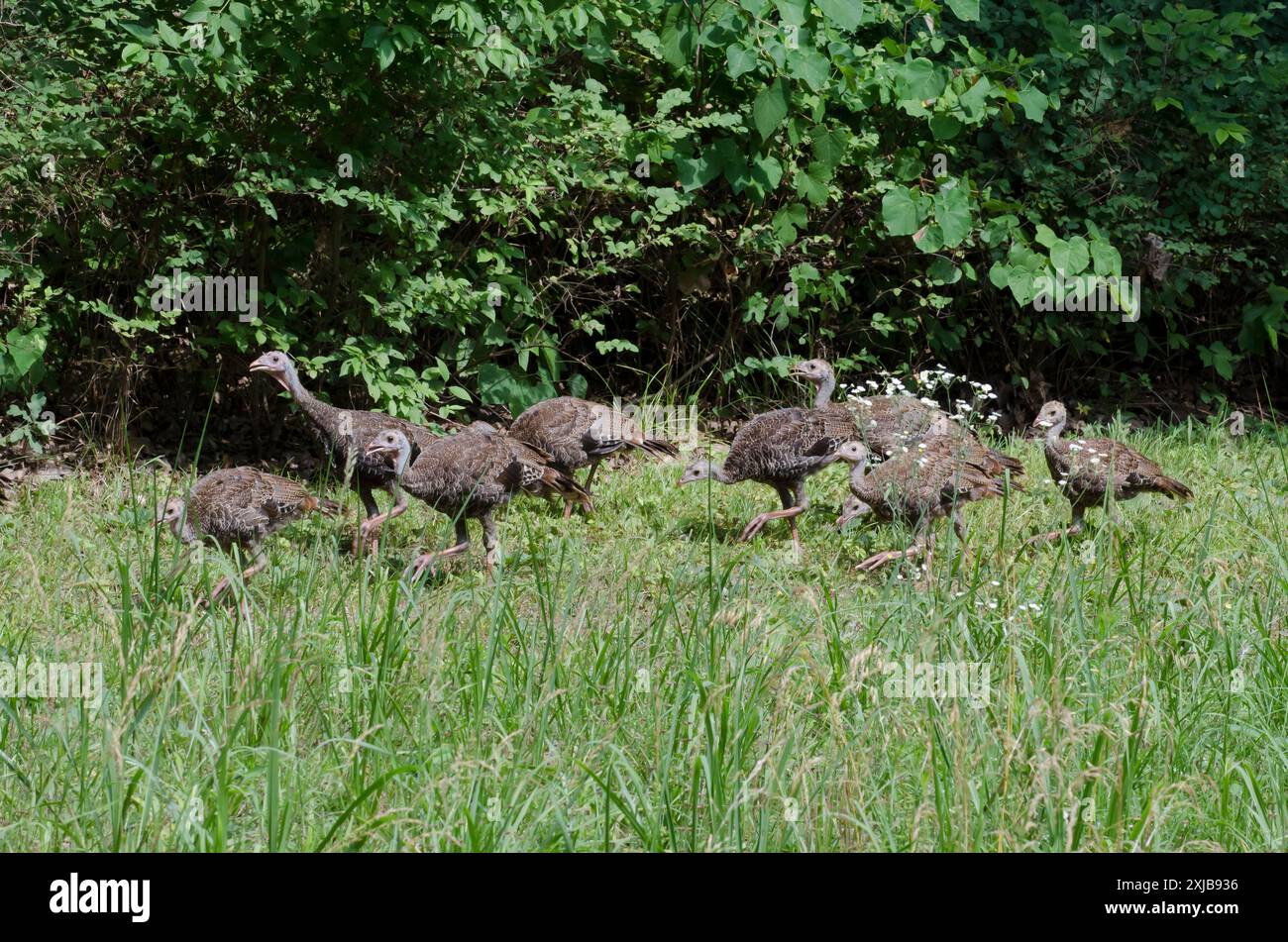 Tacchini selvatici, Meleagris gallopavo, pollame Foto Stock