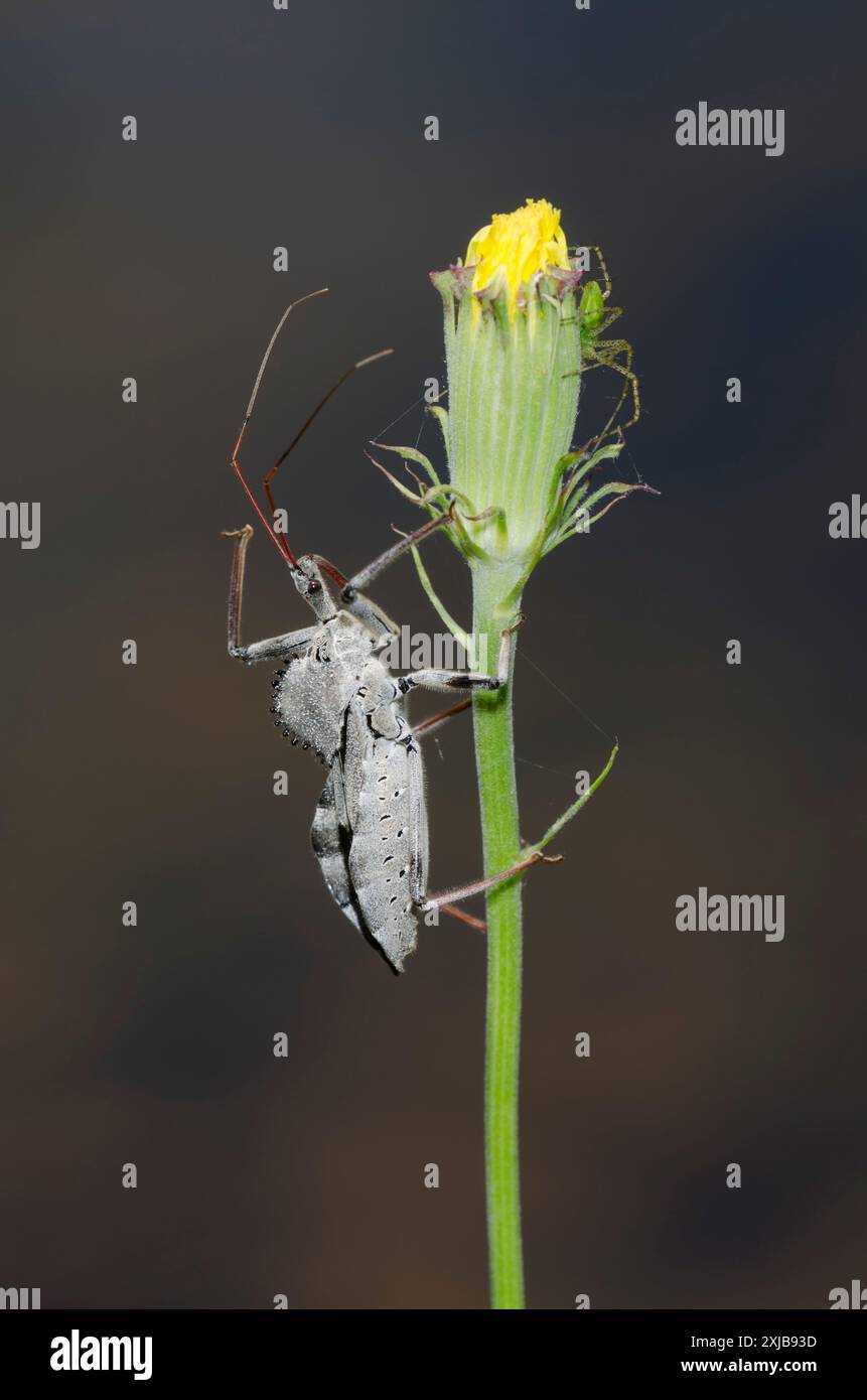 Wheel Bug, Arilus cristatus e Green Lynx Spider, Peucetia viridans Foto Stock