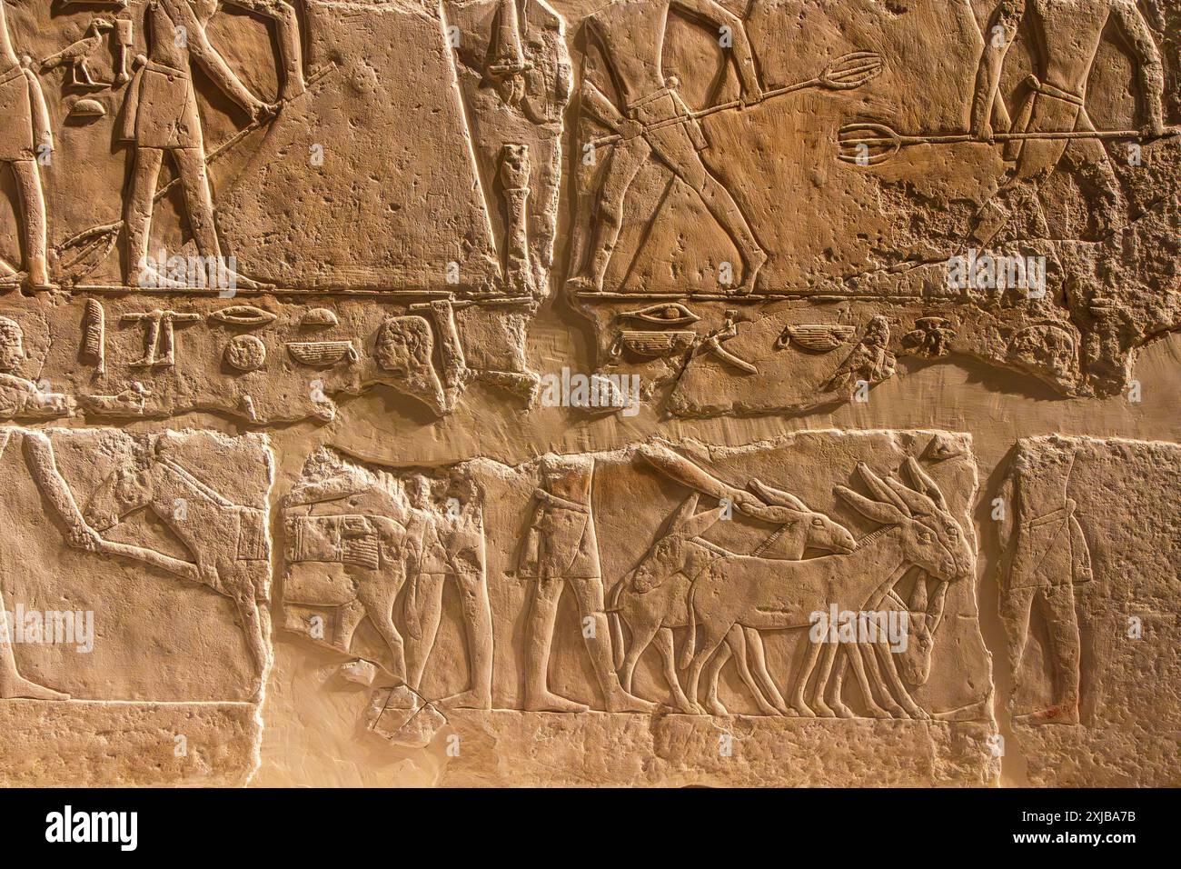 Rilievo calcareo dalla tomba di Seshem-nofer che mostra parte del processo di raccolta del grano. V dinastia. Museo Egizio. Berlino, Germania. Foto Stock