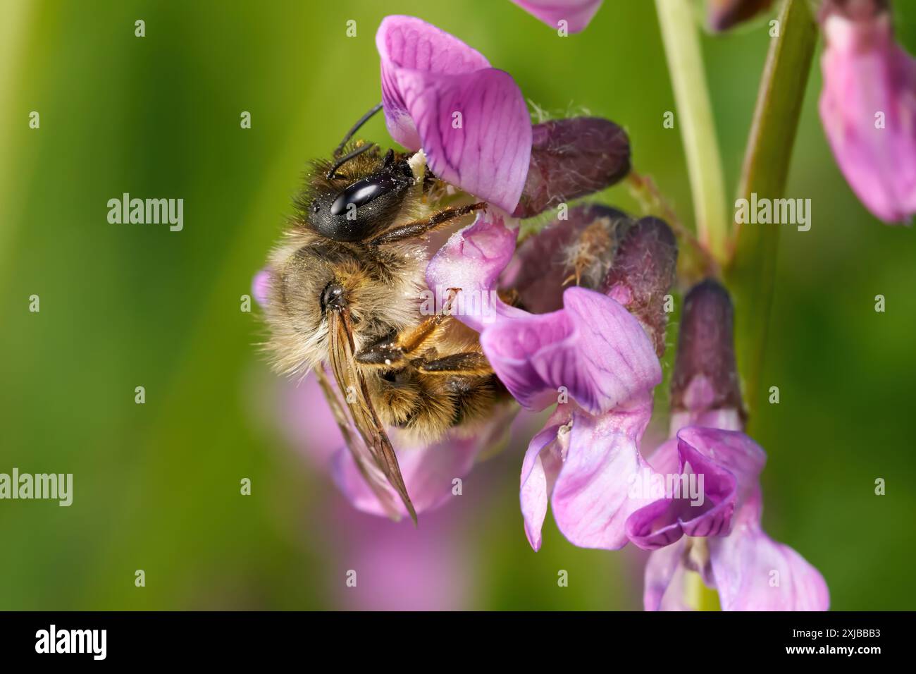 Red Mason Bee (Osmia bicornis) femmina ai fiori rosa viola di un Bush Vetch Foto Stock