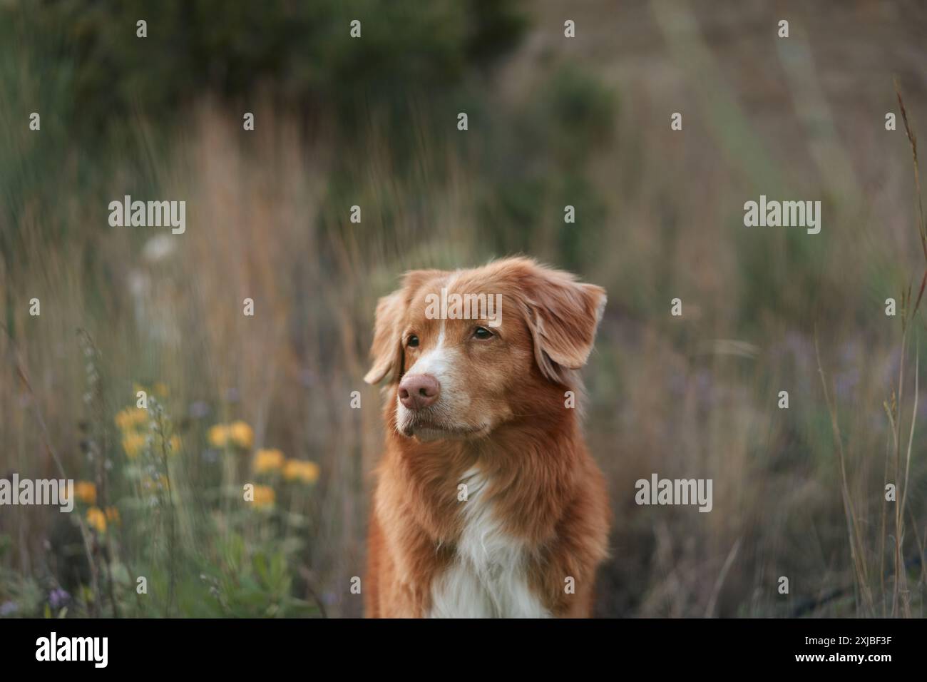Un primo piano di un cane Retriever trainato dall'anatra della nuova Scozia in un campo, con lo sguardo rivolto verso l'alto, incorniciato da alte erbe selvatiche. Foto Stock