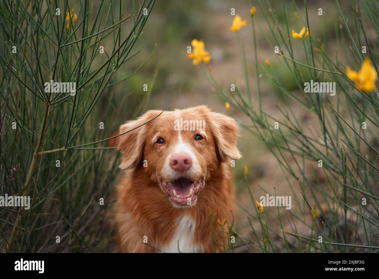 Un primo piano di un cane Retriever trainato dall'anatra della nuova Scozia in un campo, con lo sguardo rivolto verso l'alto, incorniciato da alte erbe selvatiche. Foto Stock