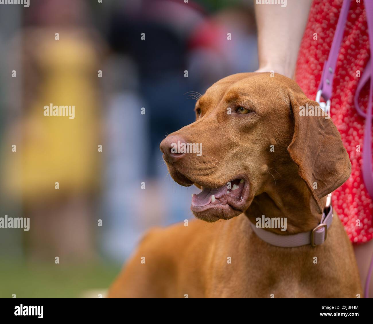 Vizsla cane da caccia in un parco. Ritratto di Vizsla noto anche come Vizsla ungherese, Magyar Vizsla o puntatore ungherese Foto Stock