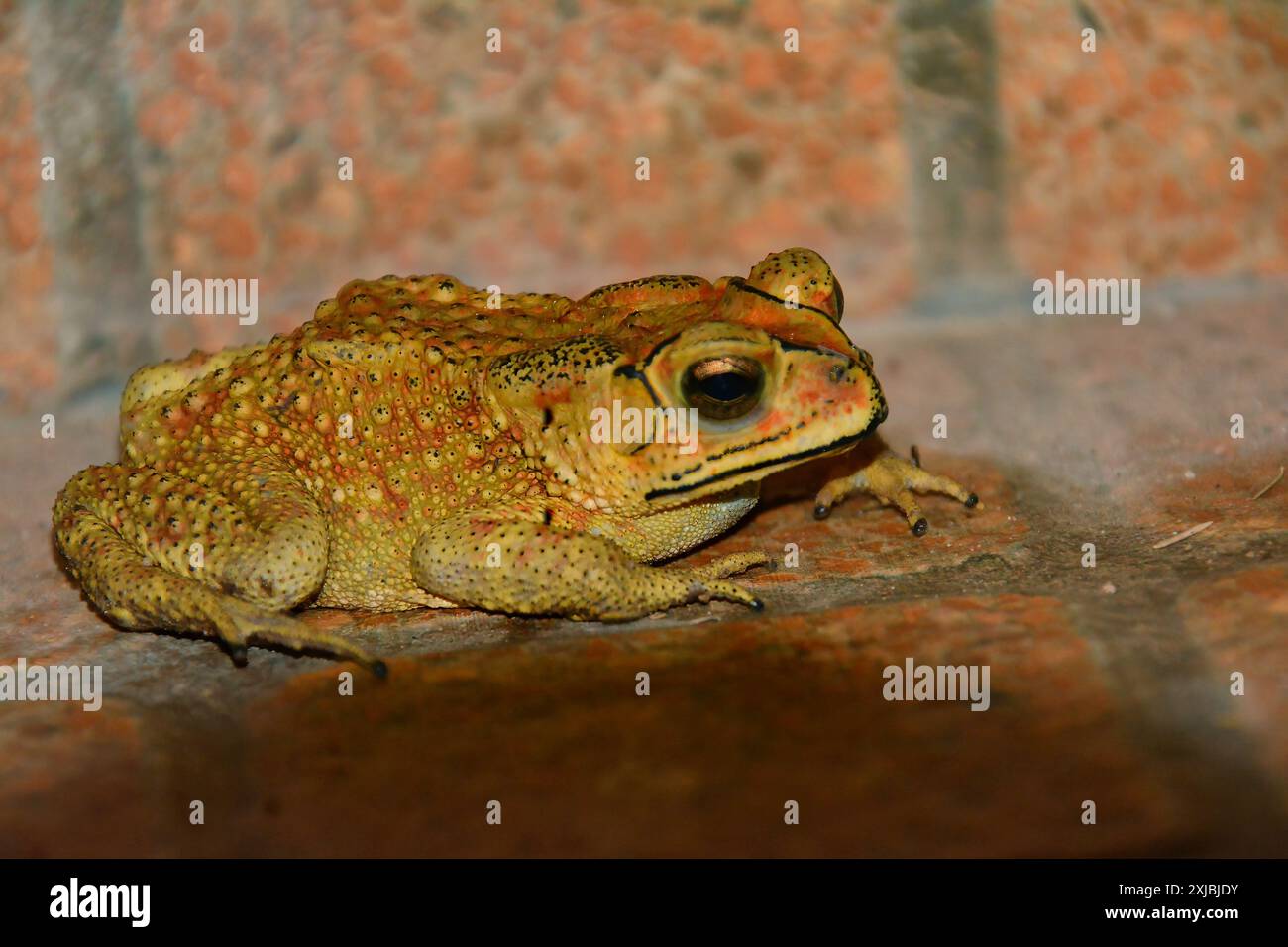 Un rospo comune asiatico (Duttaphrynus melanostictus) seduto su un terreno lastricato di pietre rossastre, Koh Rong Sanloem, Cambogia Foto Stock