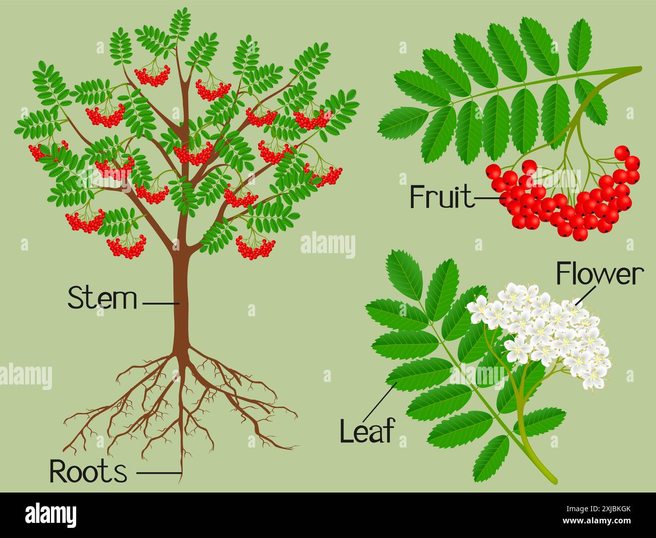 Parti della pianta rosso rowan su sfondo verde. Illustrazione Vettoriale