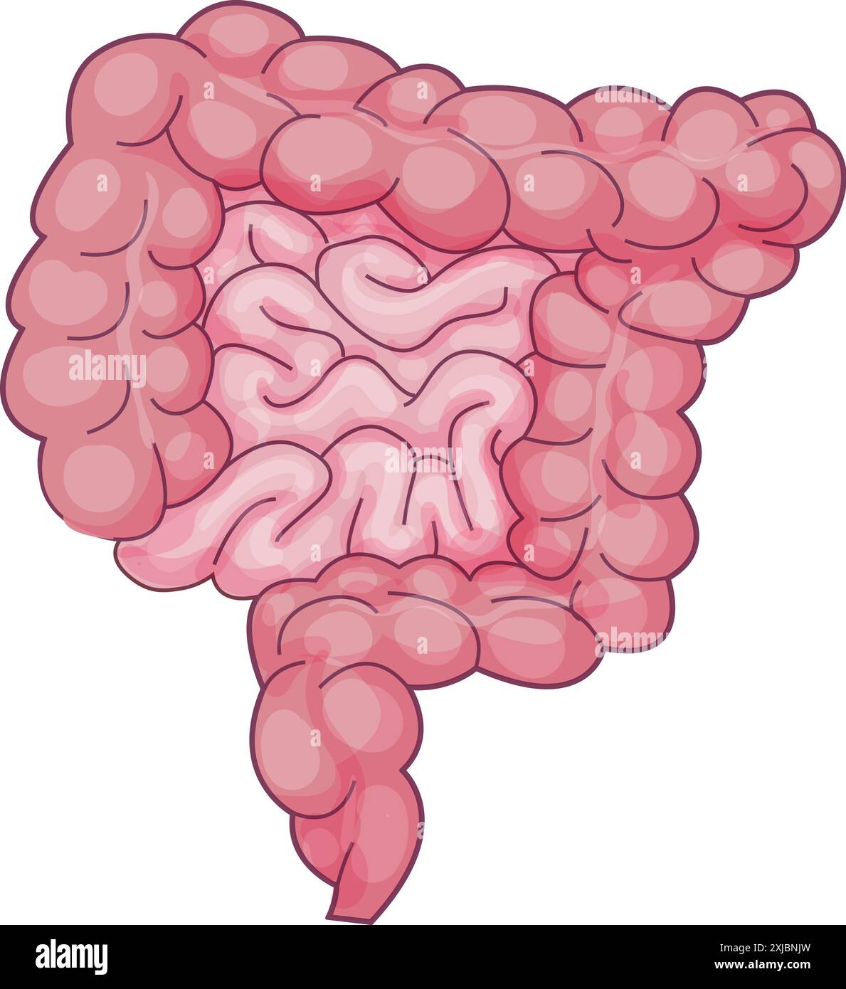 Illustrazione dell'apparato digerente umano che mette in evidenza l'intestino tenue e grande Illustrazione Vettoriale