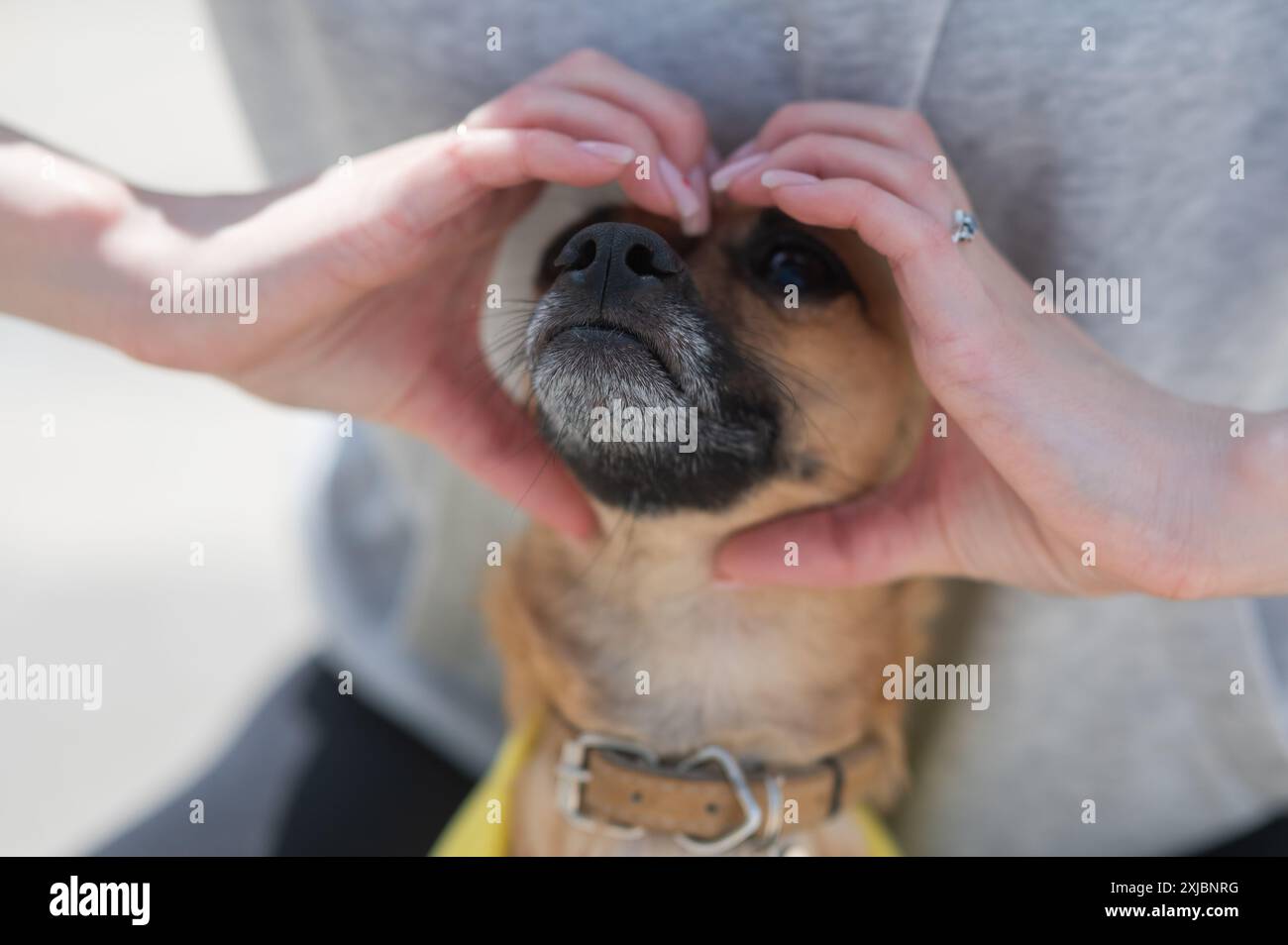 La proprietaria tiene le mani a forma di cuore sulla museruola del cane Russian Toy Terrier. Foto Stock