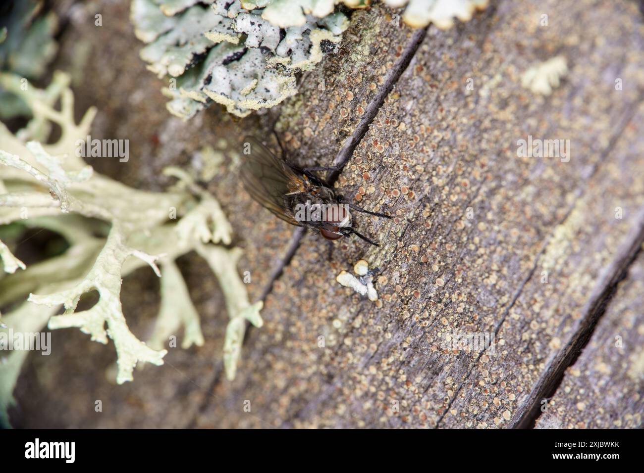 Famiglia Anthomyiidae mosca root-maggot carta da parati, foto, fotografia Foto Stock