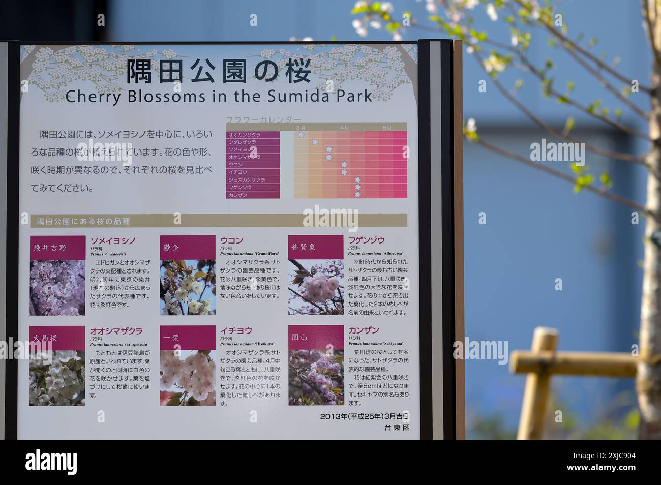 Sumida Park durante la bella stagione dei fiori di ciliegio, Tokyo Asakusa JP Foto Stock