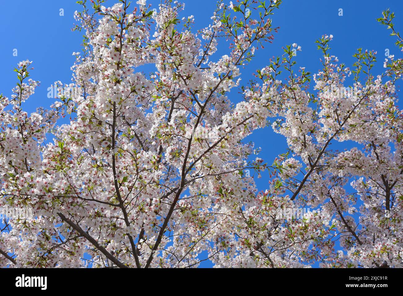 Sumida Park durante la bella stagione dei fiori di ciliegio, Tokyo Asakusa JP Foto Stock