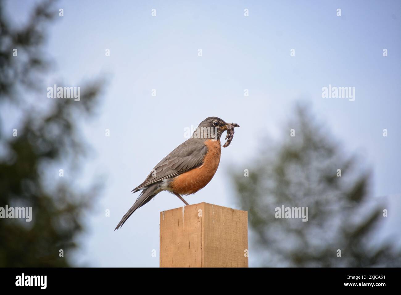 Robin americano appollaiato su un palo con un verme contro un cielo blu e alberi di sfondo sfocati. Foto Stock