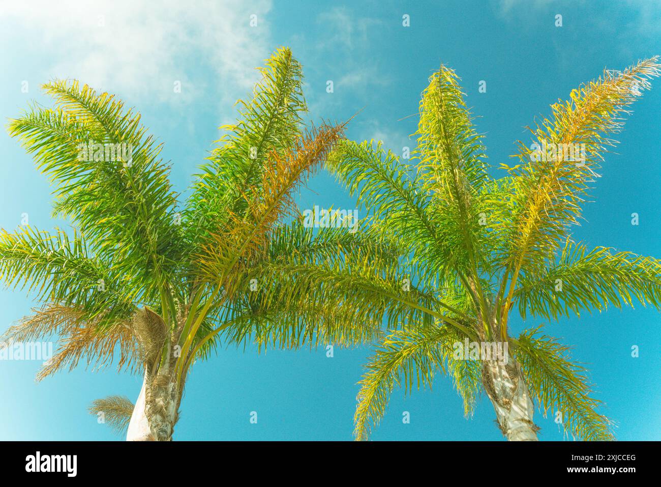 Sfondo floreale tropicale. Palme e un cielo nuvoloso sullo sfondo Foto Stock