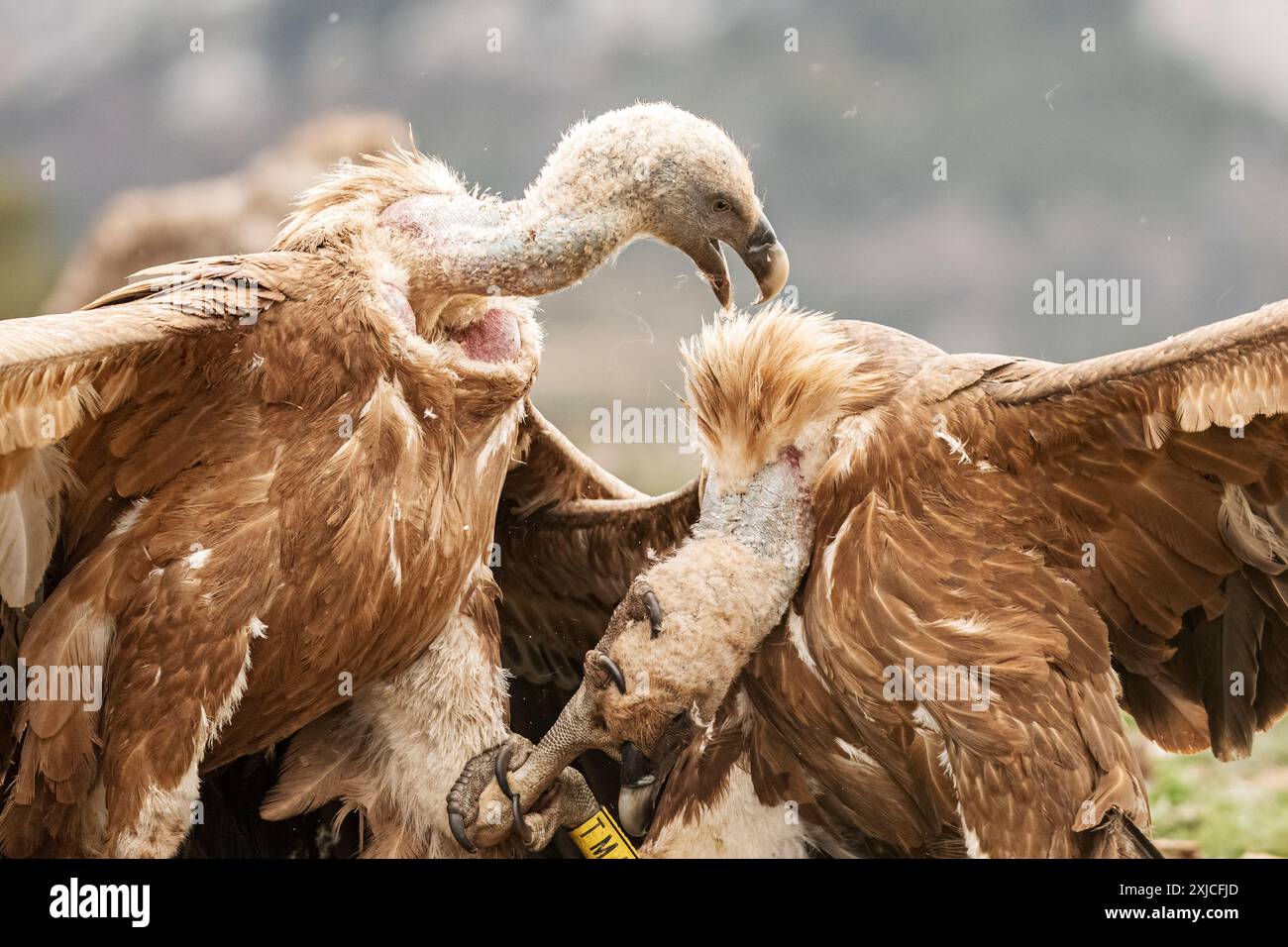 Gli avvoltoi grifone (Gyps fulvus) combattono ferocemente per il dominio nella stazione di alimentazione. Solsona, Pirenei, Catalogna, Spagna. Foto Stock