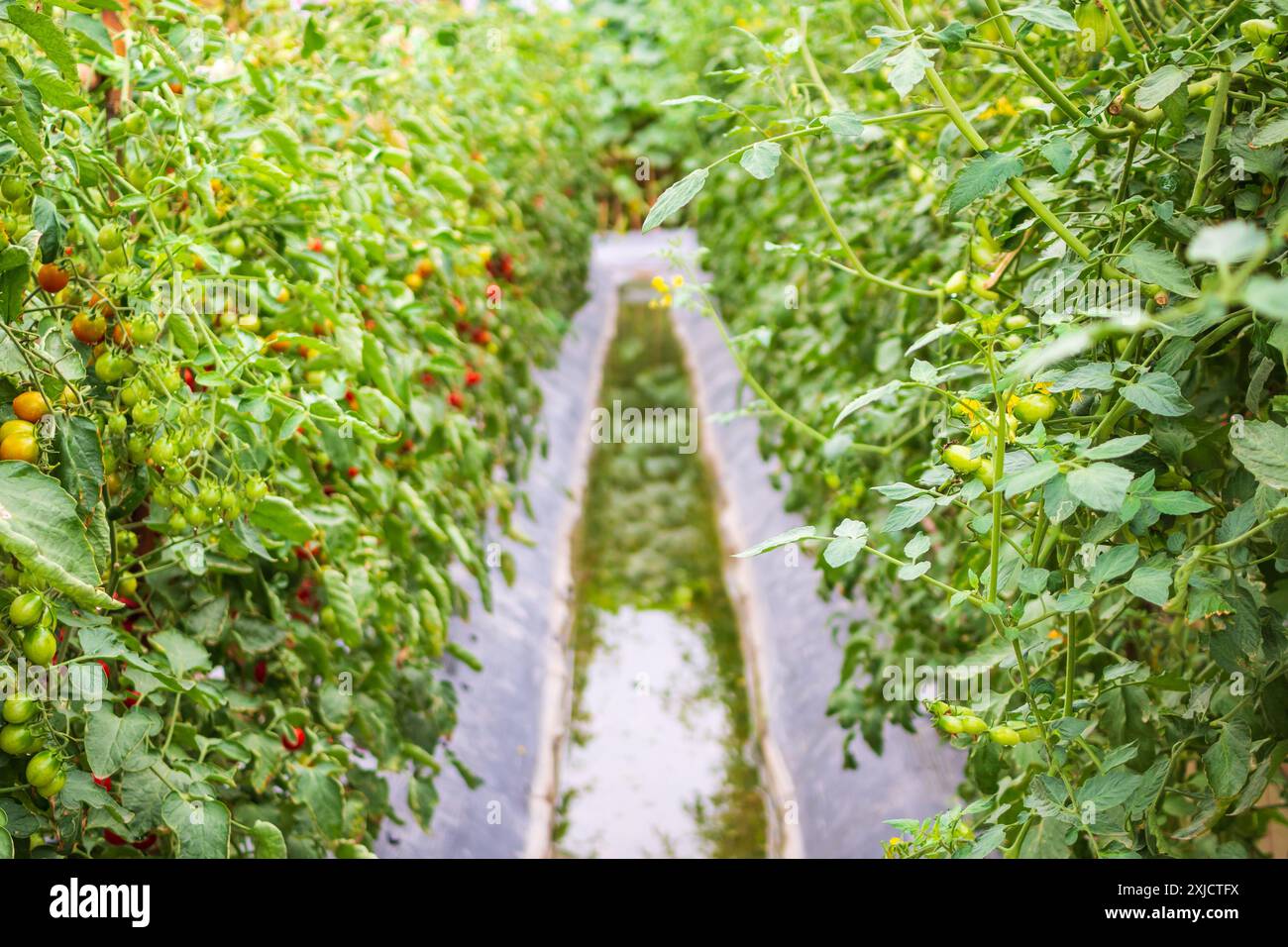 pianta di pomodoro che cresce nel giardino biologico Foto Stock